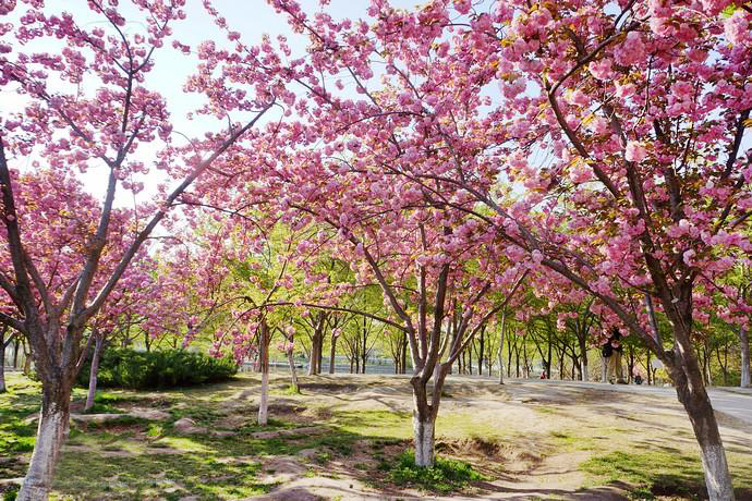 龙岩山樱花苗木批发
