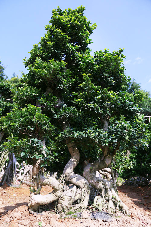 龙岩榕树苗木批发