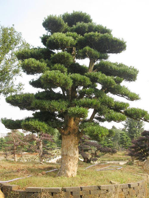 龙岩罗汉松苗木批发