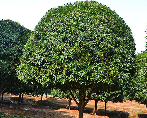 龙岩桂花树批发