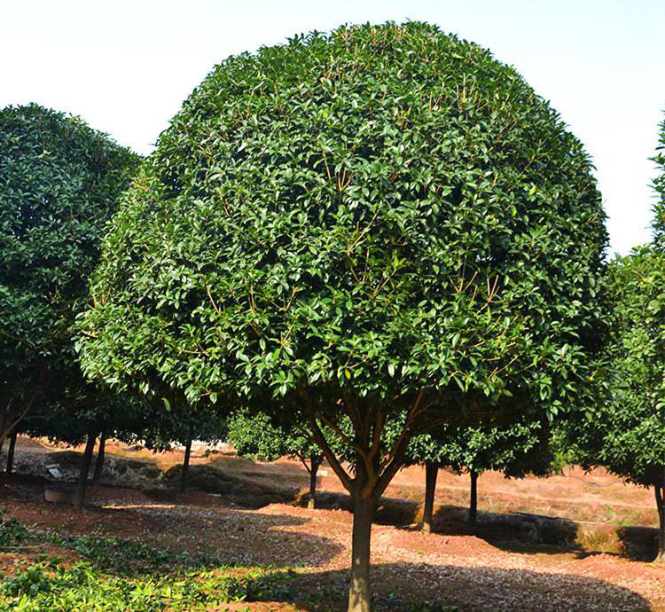 龙岩桂花树批发