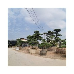 龙海市九湖兴景园艺场