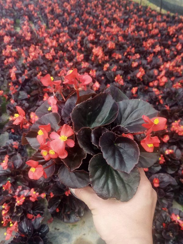 四季海棠红叶红花