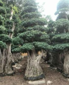 造型榕树桩头