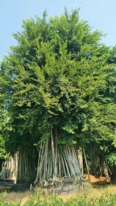 原生全冠气根景观小叶榕树