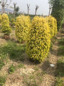 金叶垂榕柱垂叶榕柱120-200高