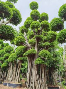 造型榕金钱榕泰国榕