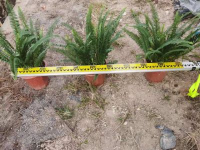 排骨草肾蕨盆苗漳州基地