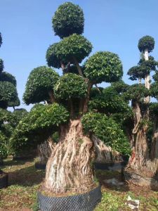 家庭城市公园绿化树