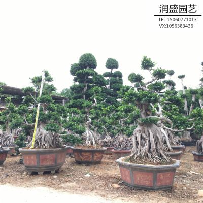 漳州300斤造型榕树