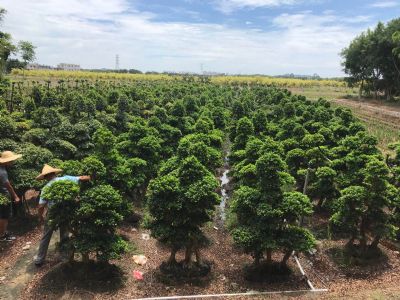 漳州小叶榕桩景