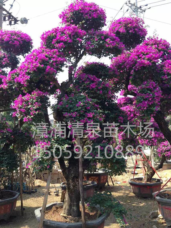 嫁接三角梅桩景