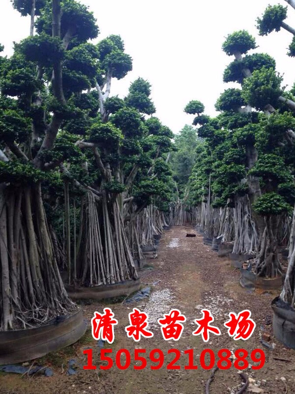造型榕树基地