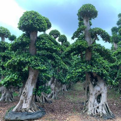 老绑根头嫁接造型小叶榕