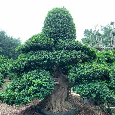精品石码根嫁接造型小叶榕