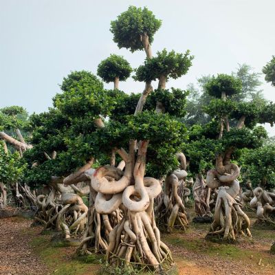 蝴蝶怪根嫁接造型小叶榕