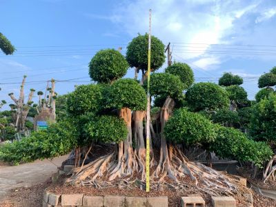 精品造型小叶榕桩景