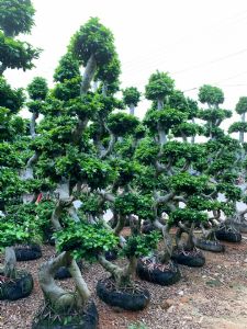 8字嫁接造型小叶榕