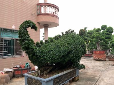 动物型嫁接造型小叶榕