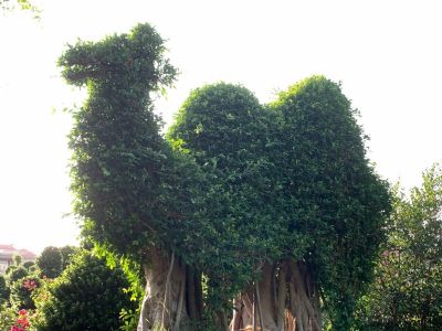 原枝动物型小叶榕