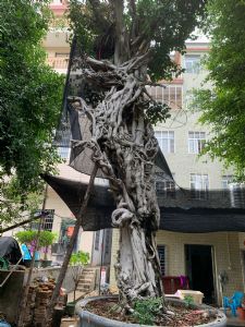 龙戏珠 榕树盆景 