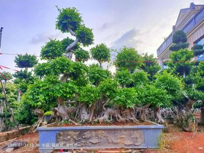 原生叶片造型怪根榕树盆景