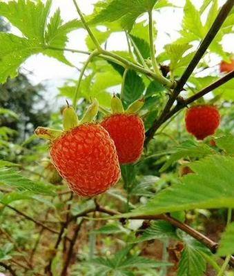 掌叶树莓覆盆子树苗