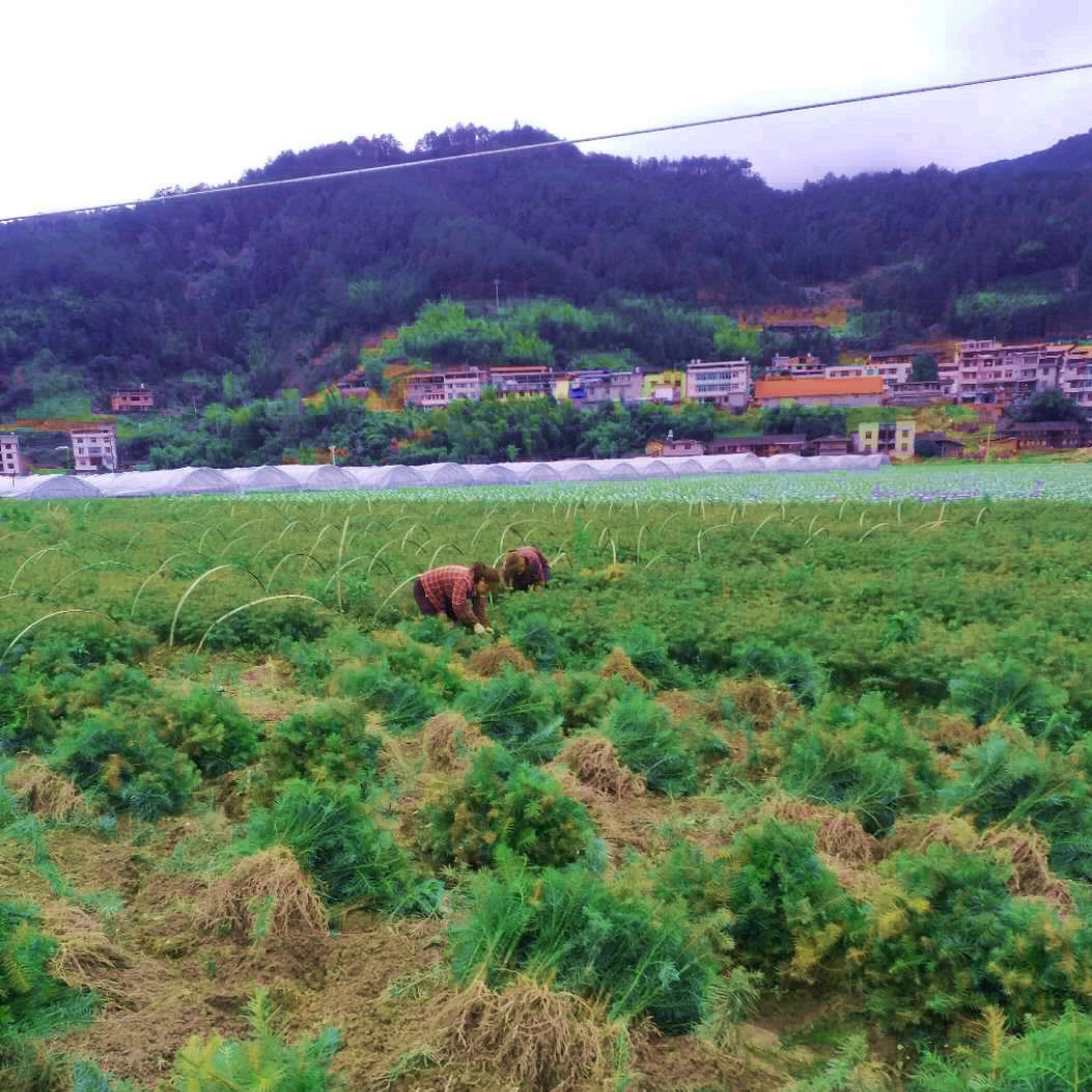 杉木三代良种裸根苗大田苗