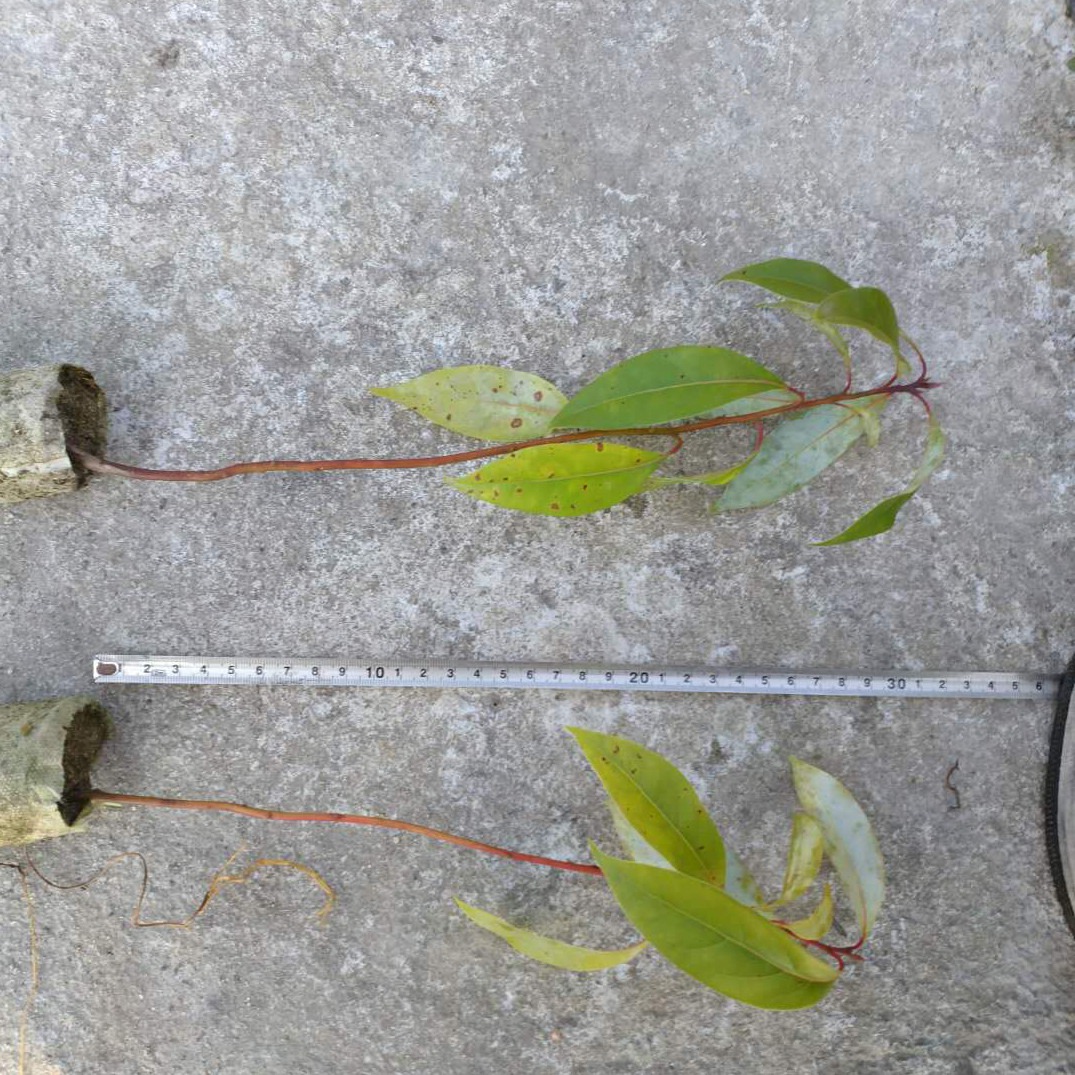 香樟苗轻基质容器苗