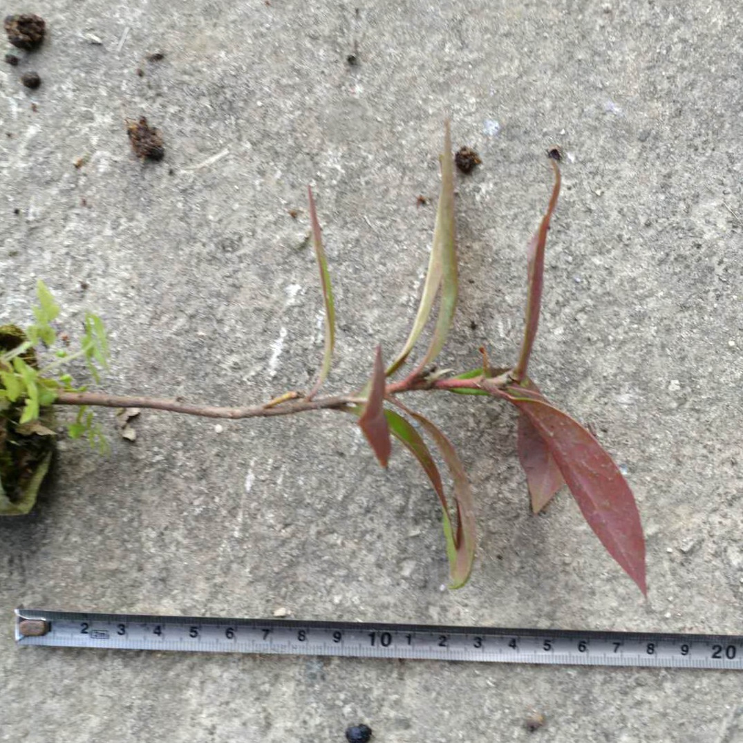 木荷苗轻基质容器苗