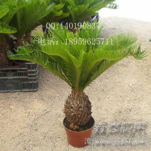 铁树盆栽