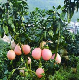 贵妃红蜜柚 三红蜜柚