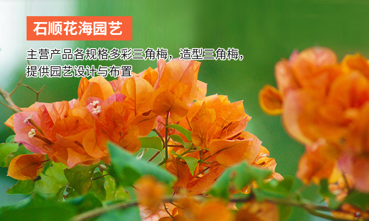 漳州市石顺花海园艺有限公司