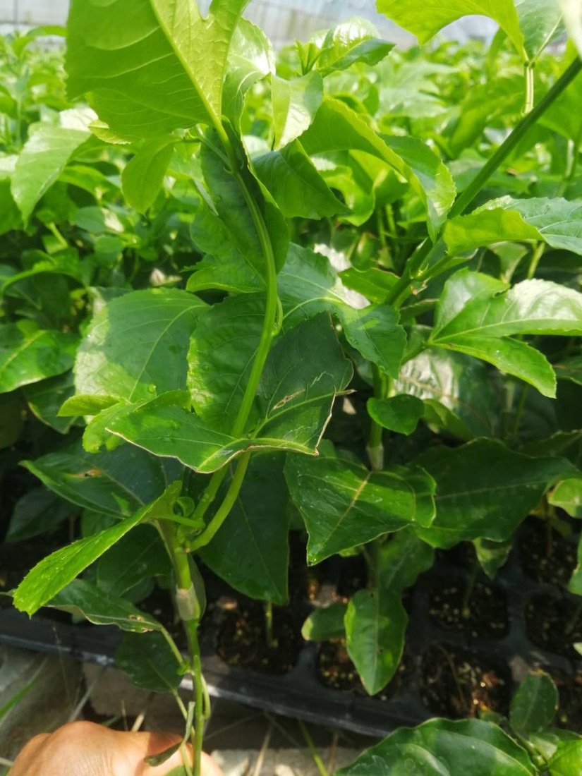 香甜百香果苗