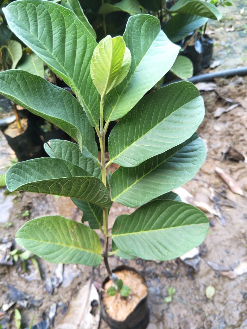 红心芭乐嫁接苗