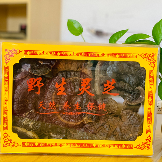 野生灵芝