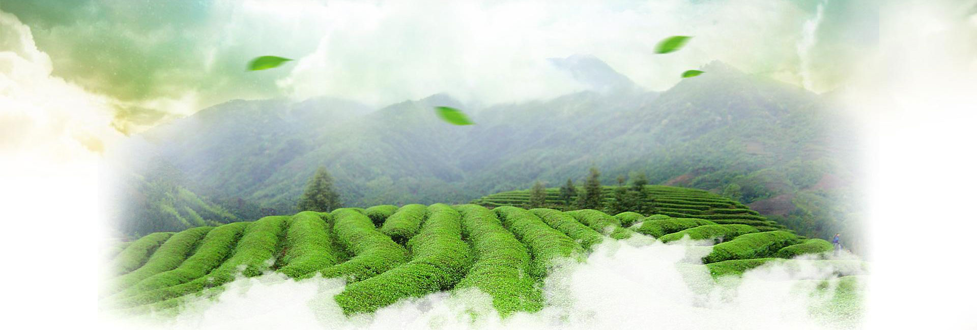 福建省安溪县裕源茶厂