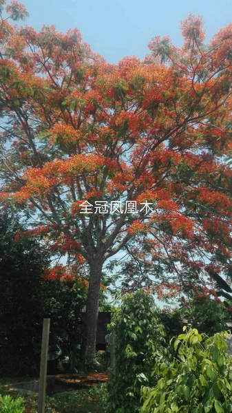 全冠凤凰木