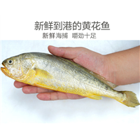 大黄花鱼