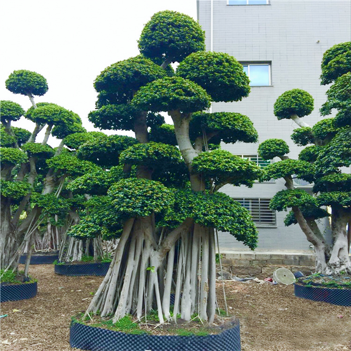 造型小叶榕