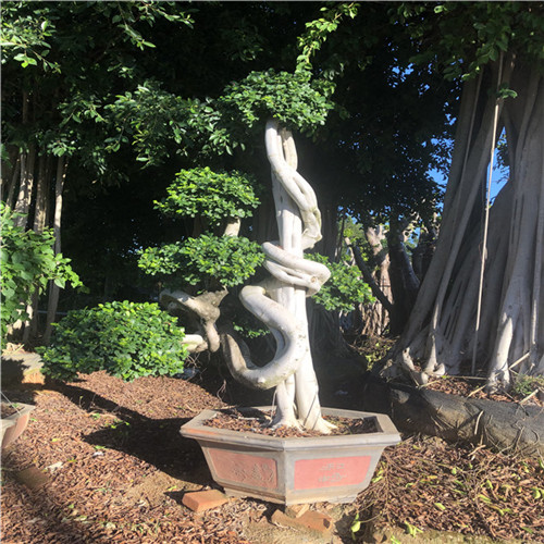 怪恨小叶榕艺术根雕