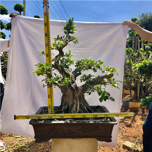 石码根榕树盆景