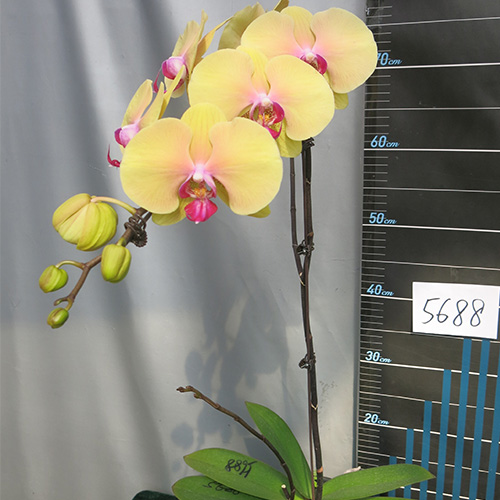 漳州JB5688蝴蝶兰