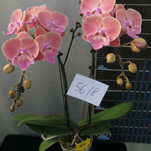 漳州JB5618蝴蝶兰