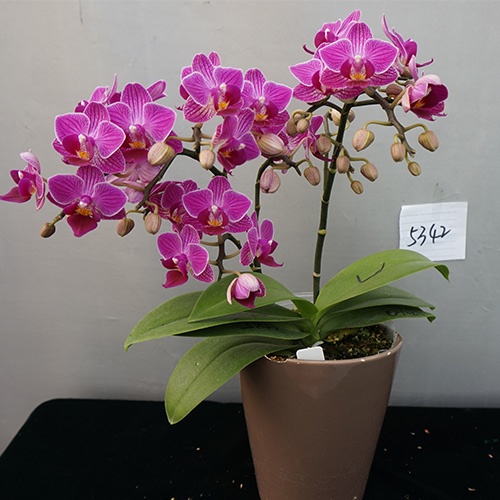 漳州JB5342蝴蝶兰