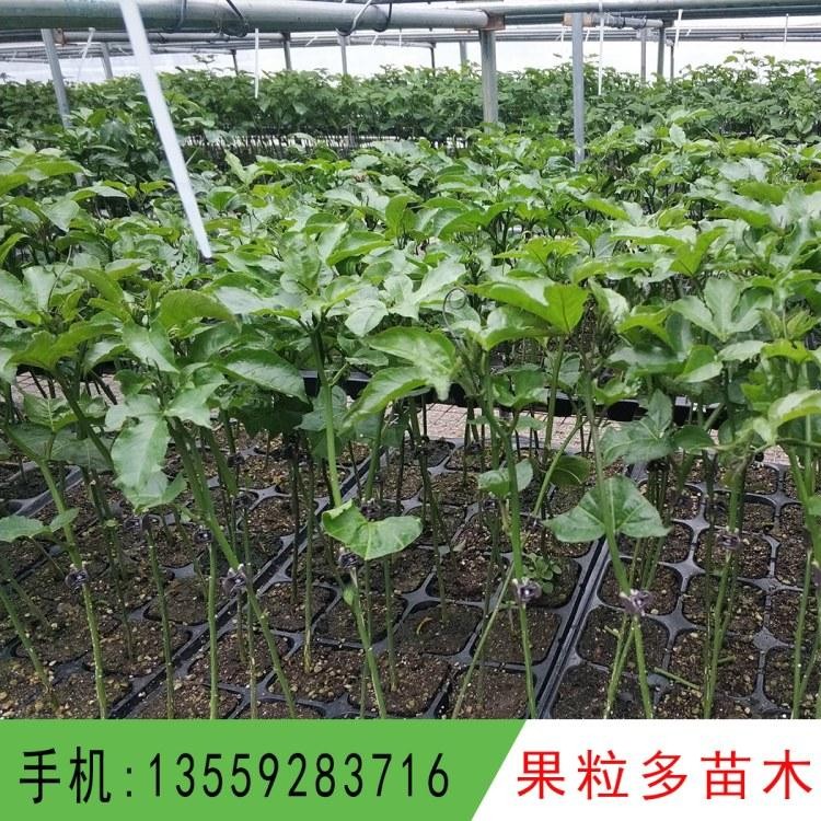 漳州黄金百香果苗 