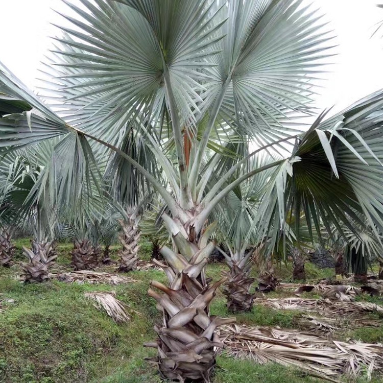  漳州霸王棕地苗