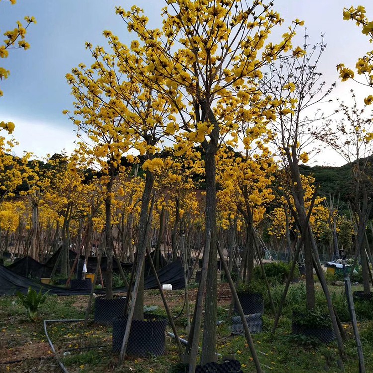 漳州黄花风铃木