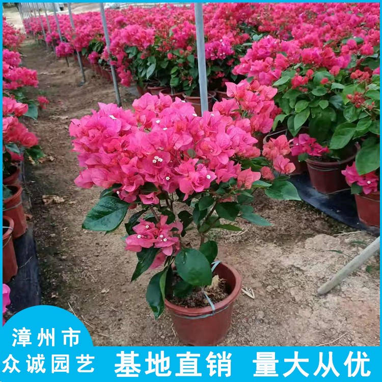 漳州三角梅基地袋苗