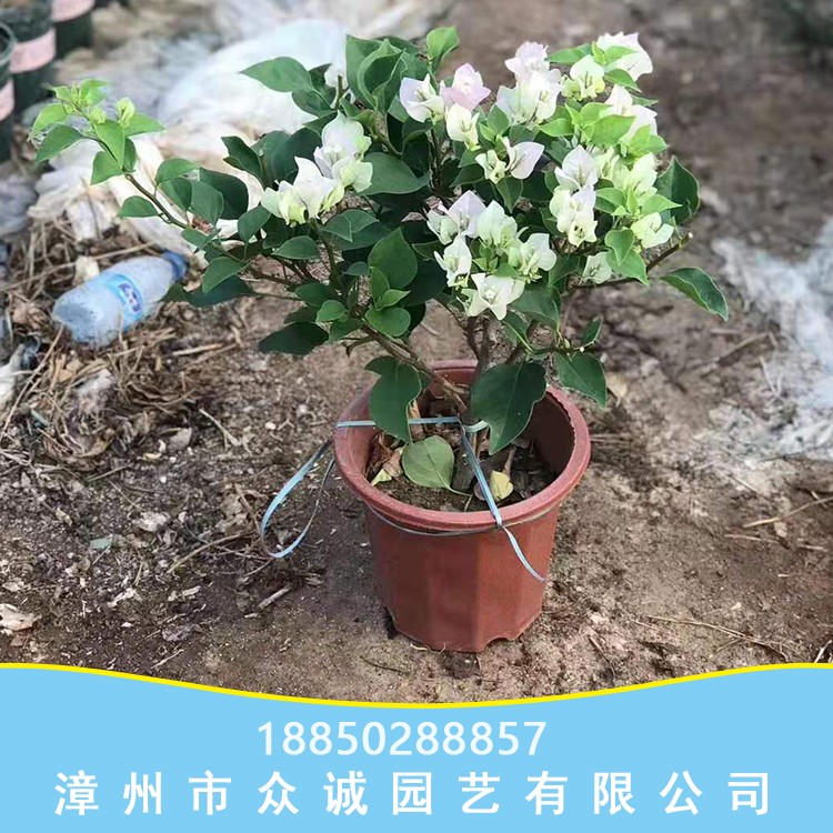 漳州三角梅绿荫